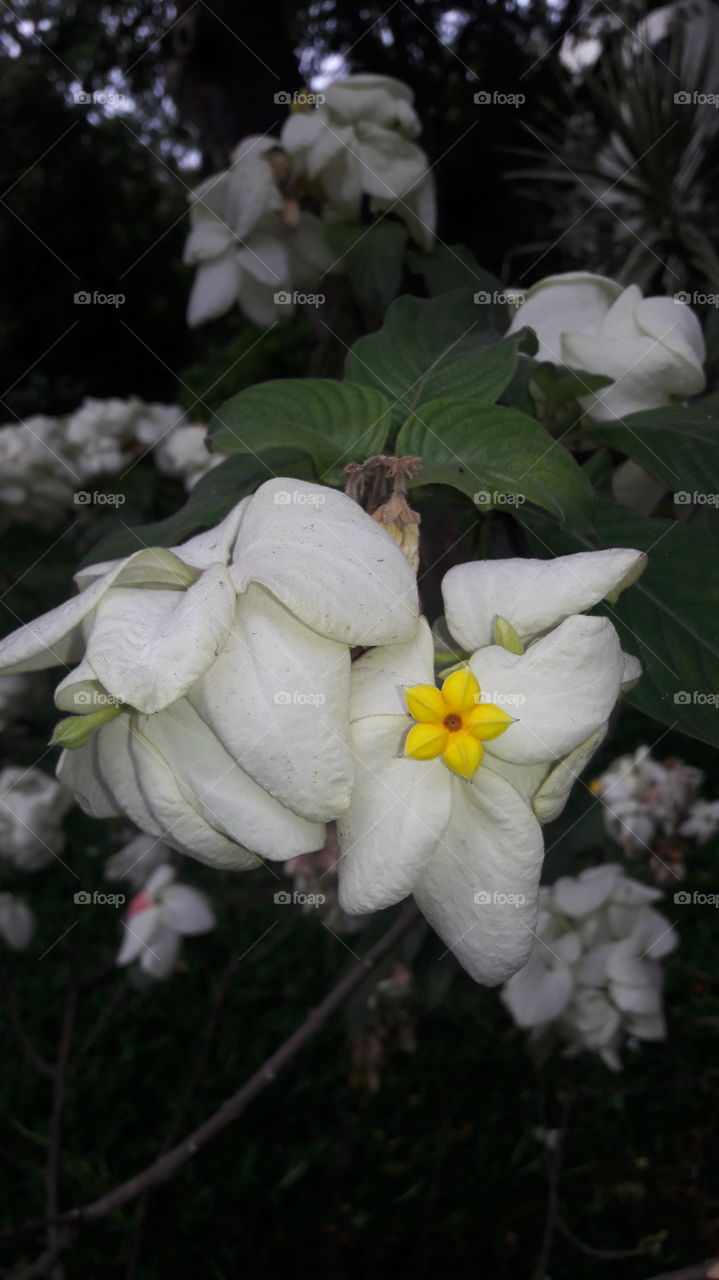 flower with white leaves