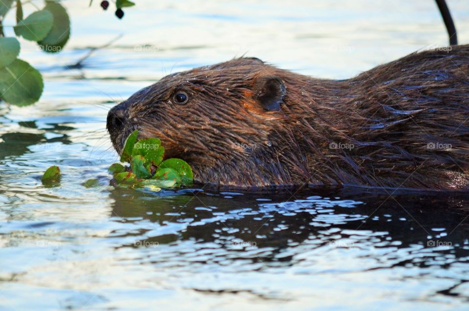 bow river beaver