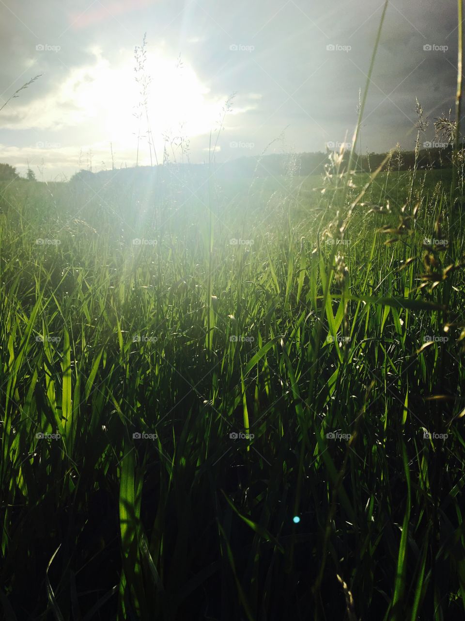 Sunlight over agriculture field