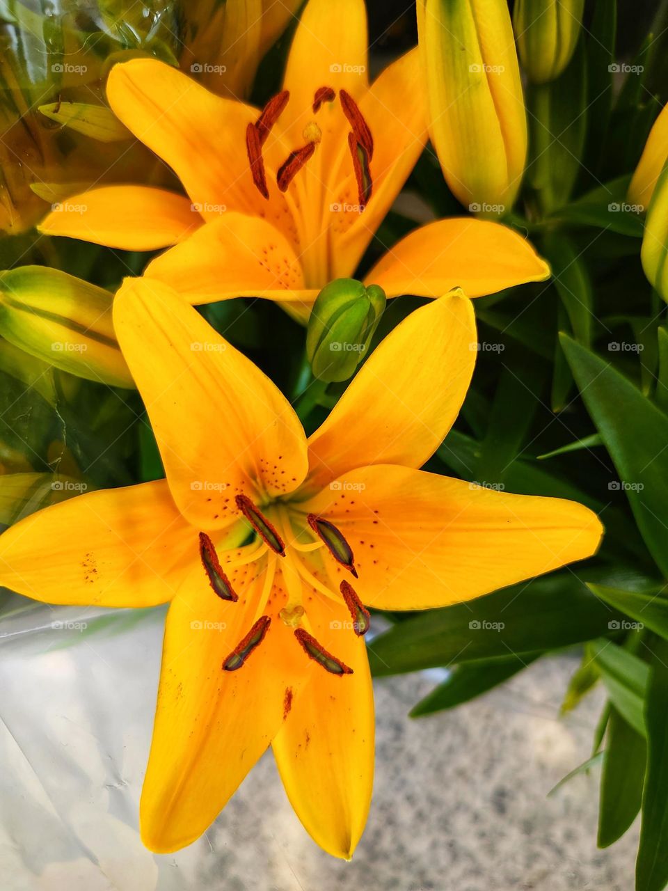 Yellow lily of intense color draws attention for its beauty.