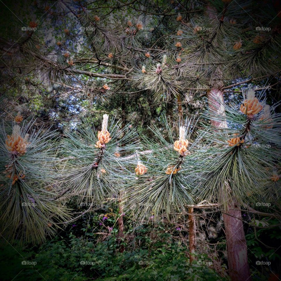 Pine pollen cones. Pine tree, Windlesham, Surrey, England