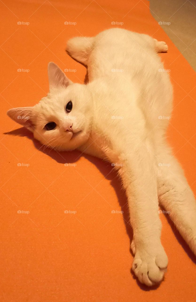 white cat and orange yoga mat pet friendly