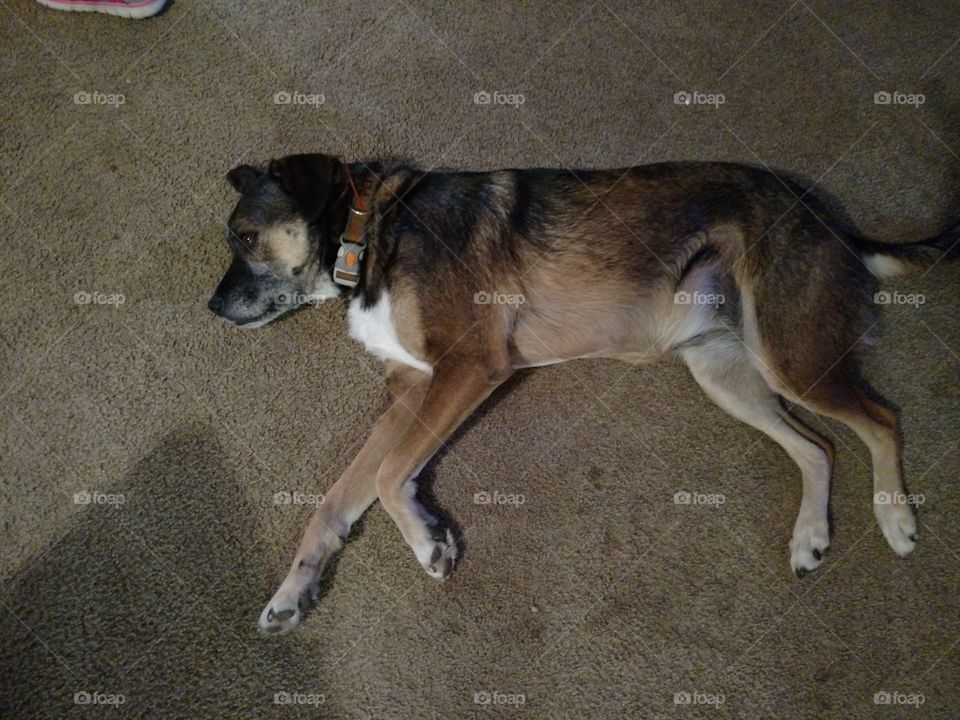 Sweet girl taking a nap