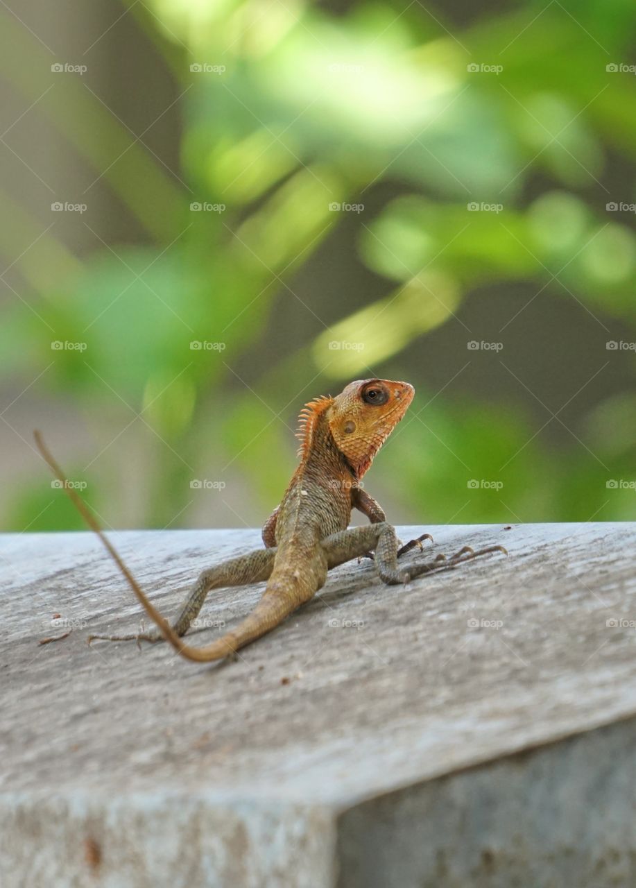 lizard in the yard