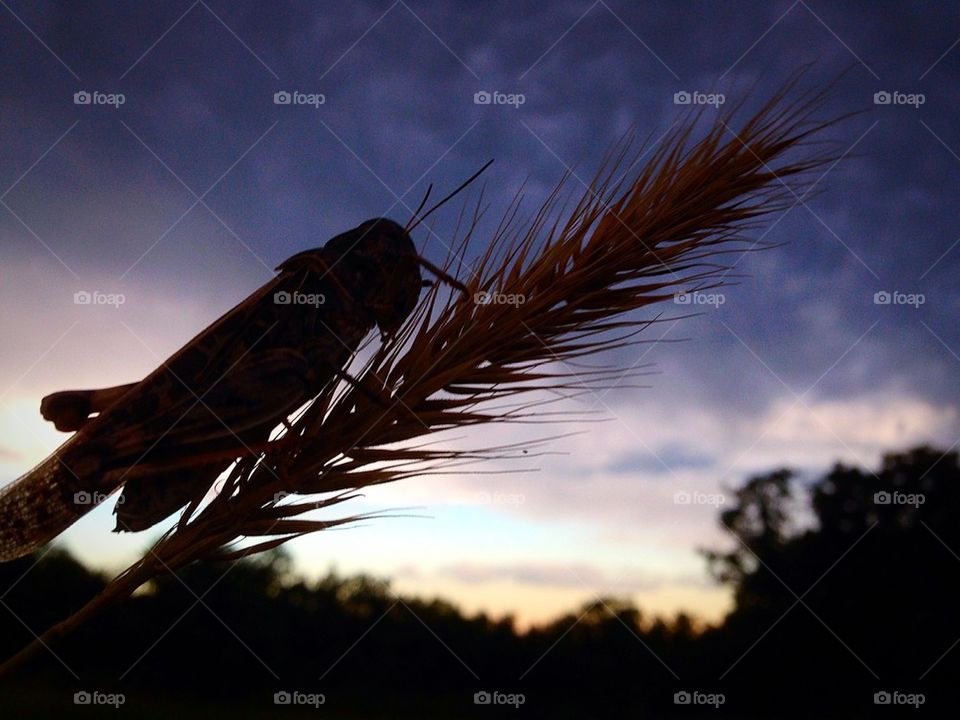 Grasshopper sunset