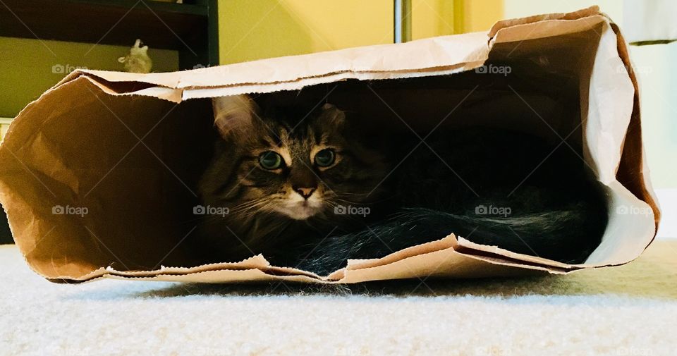 Cat in bag
