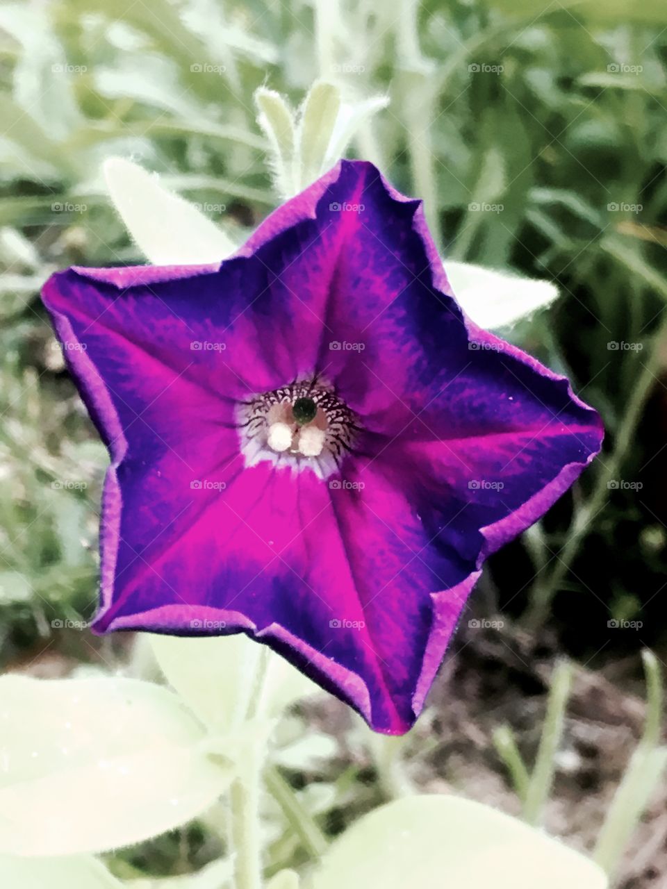 Another flower
