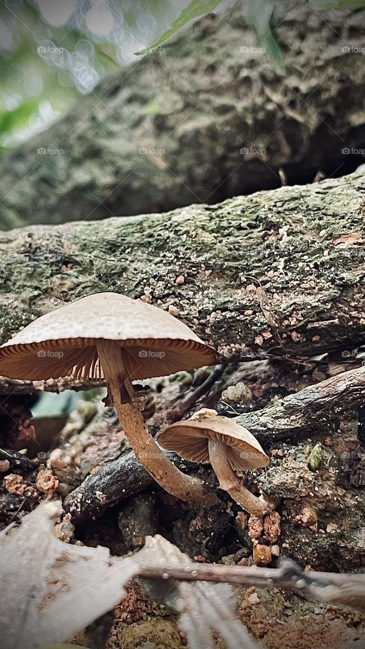 Fungus