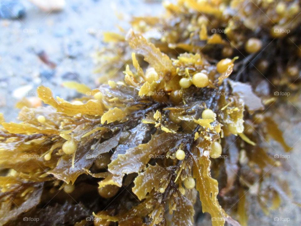 Seaweed up close