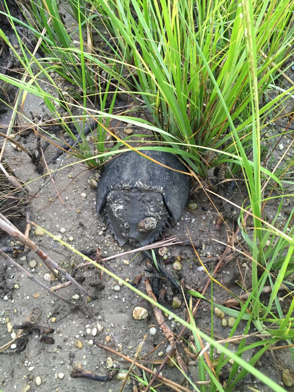 Horseshoe crab at the beach