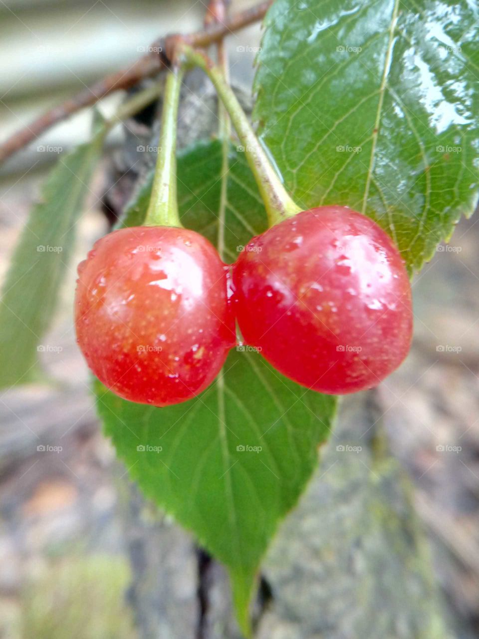 red cherry