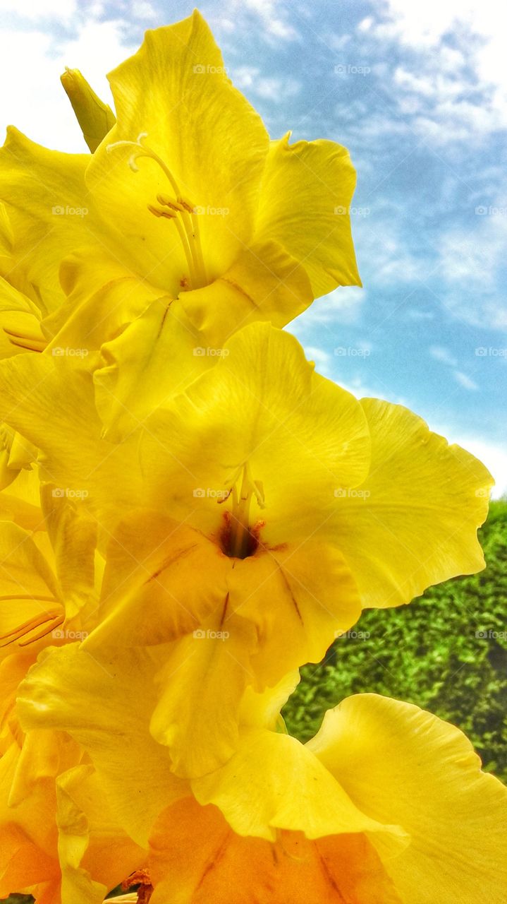 Yellow Gladiola