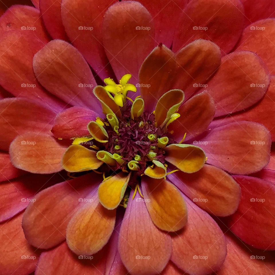 zinnia