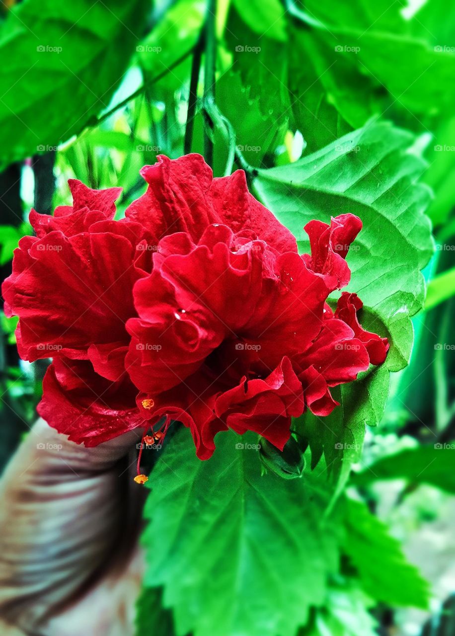 red beautiful flower