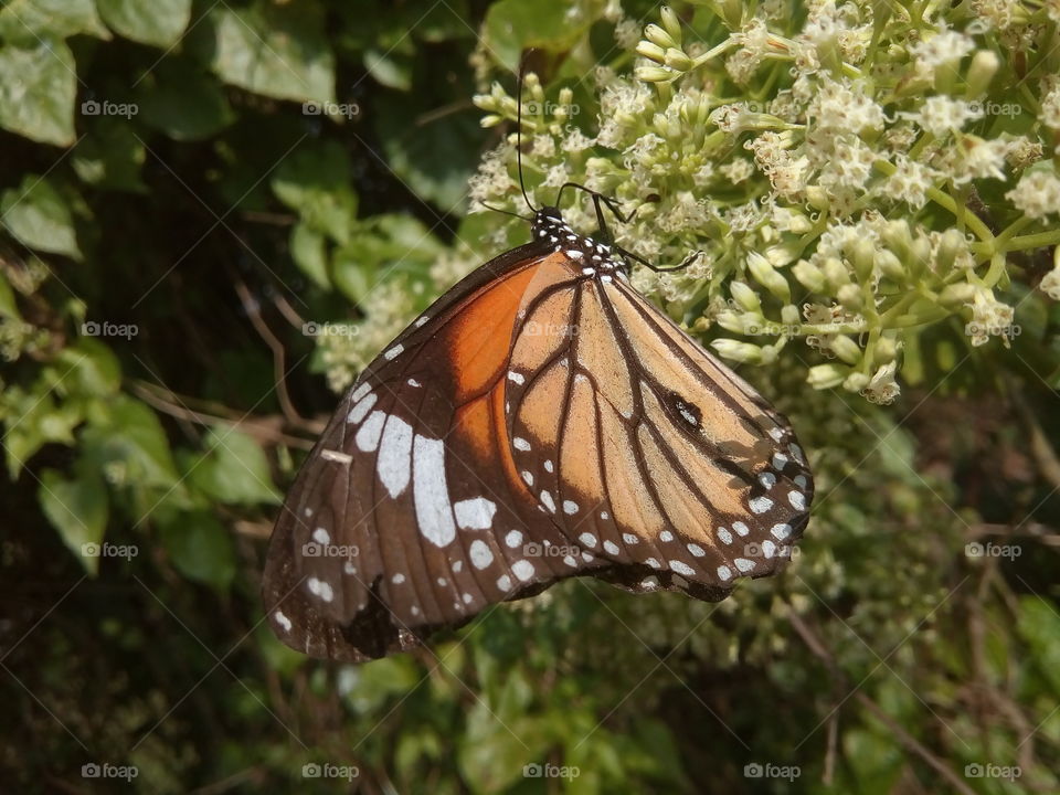 butterfly 2018-01-16 027 
#আমার_চোখে #আমার_গ্রাম #nature #butterfly #animalia #arthropoda #insecta #lepidoptera