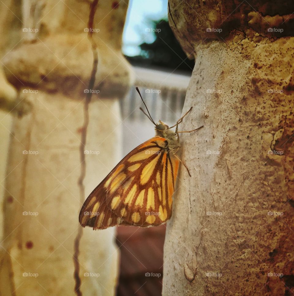 Butterfly 🦋 