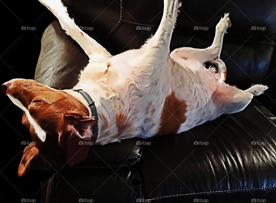 Sleeping red and white dog getting cozy on the couch.