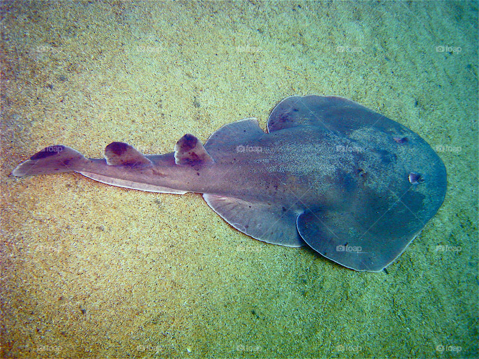 animal sea underwater cabo by angelnajera