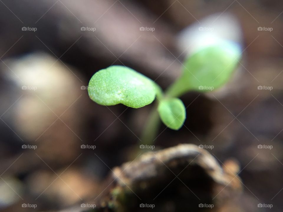 Tiny plant