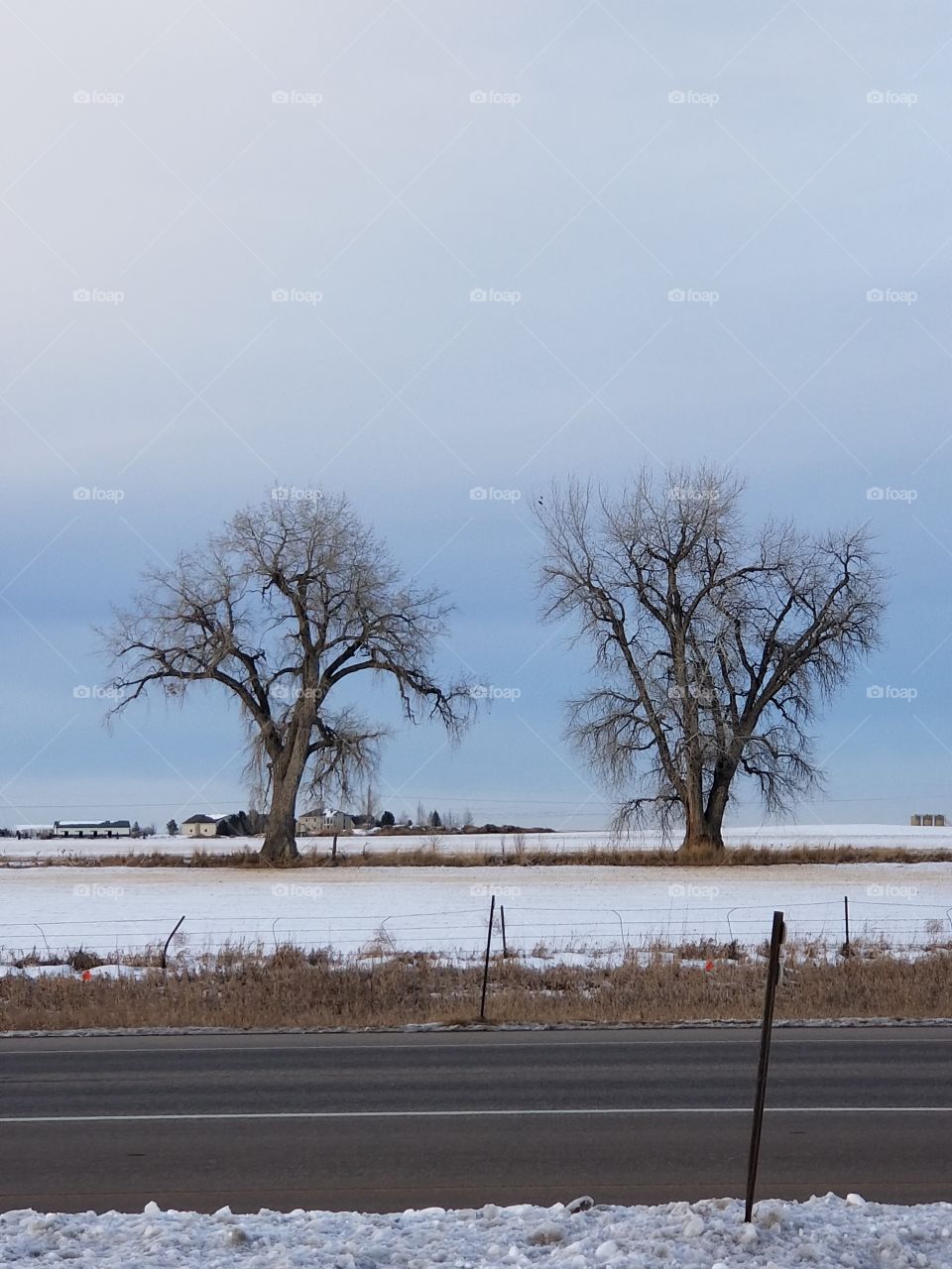 two cottonwood from the highway