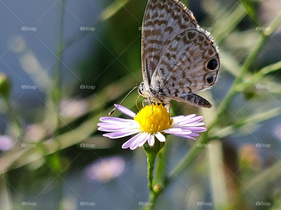 The super small Cassius Blue Butterfly (Leptotes cassius) feeding on nectar from a extra small wildflower and being illuminated by morning sunlight.