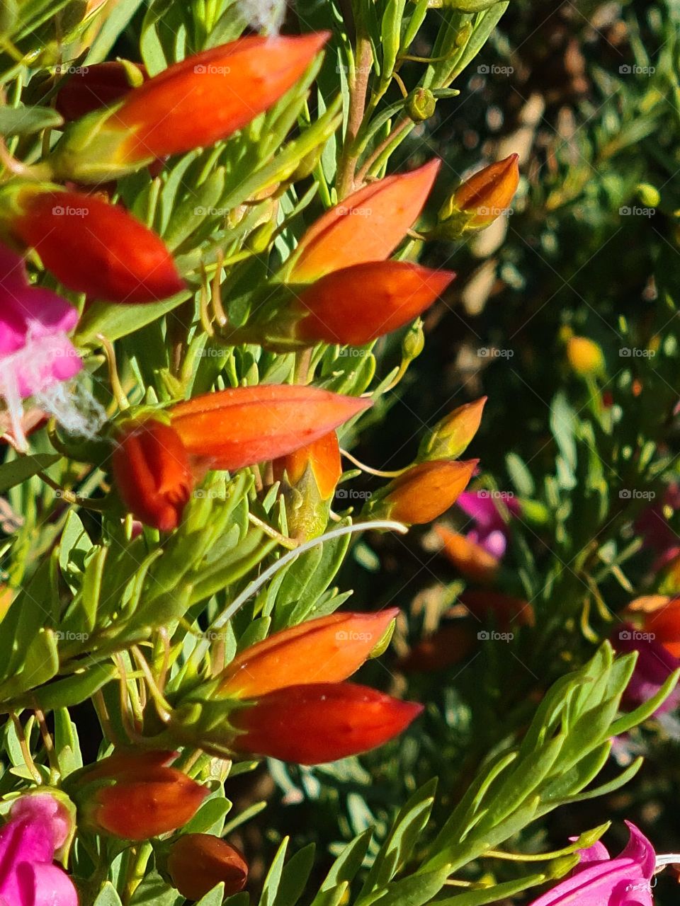 Very vibrant flowers developing on an Eremophila plant