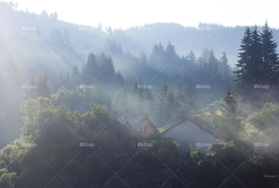 Morning light over the trees and houses