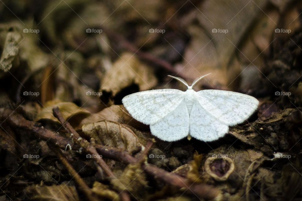 white butterfly