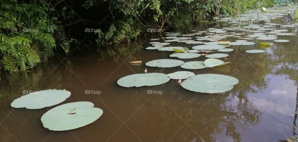 water lilly ...