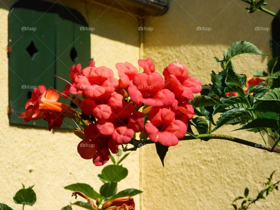 Red flowers