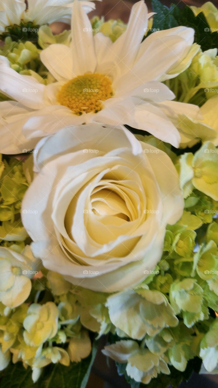 White. Rose