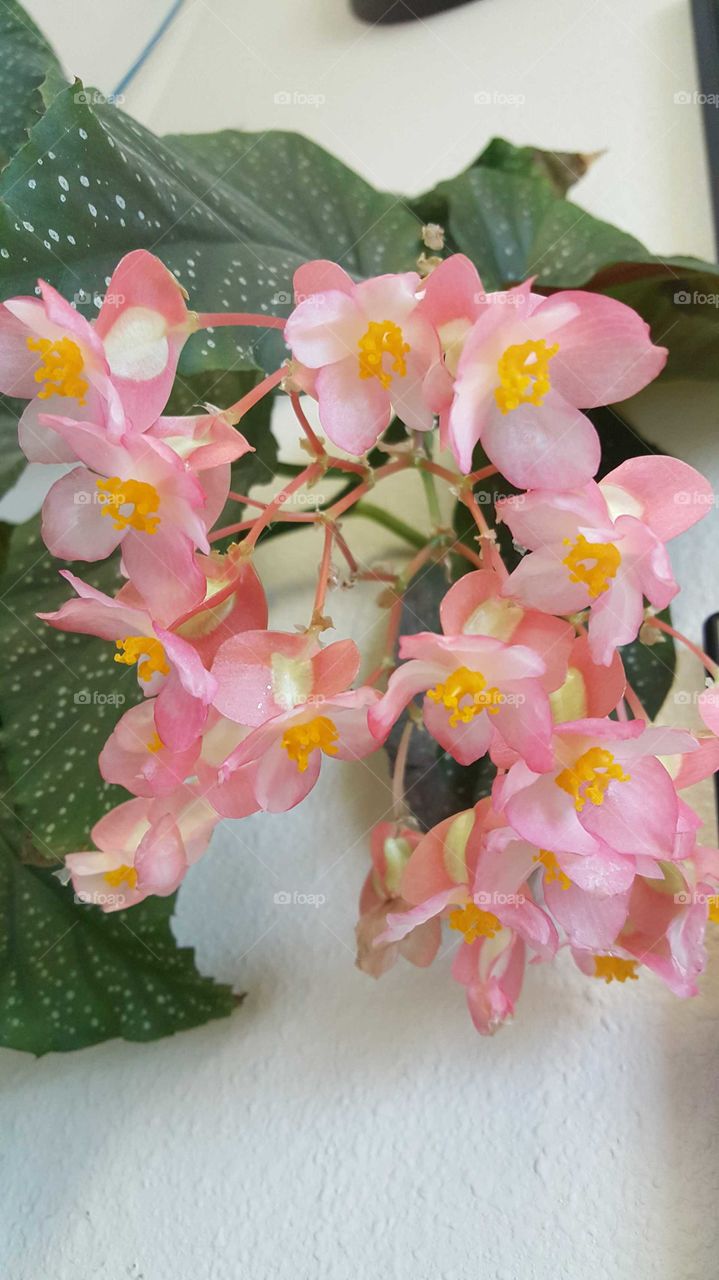 beautiful Begonia with delicate pink flowers blooming