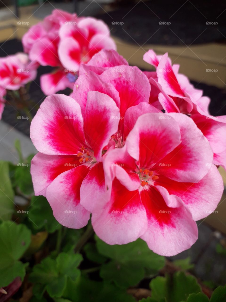 pink geranium