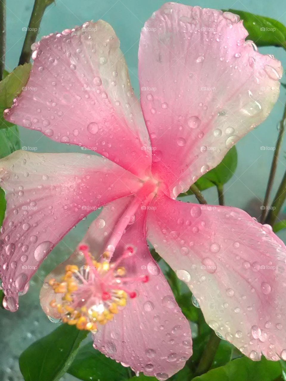 This is a very beautiful flower pink, wite, coddle flowers on water drops.