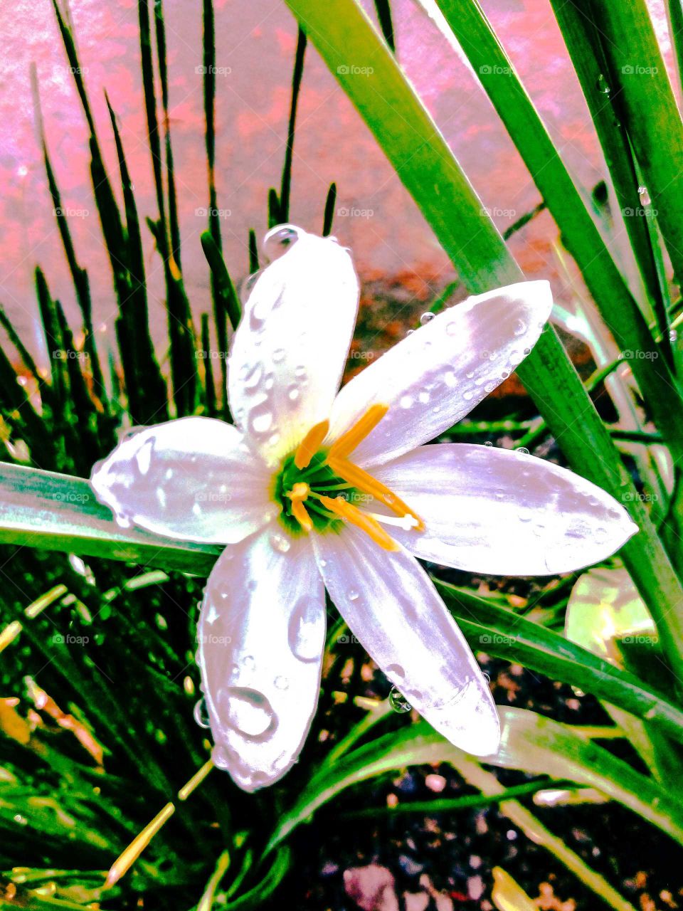 White Lily flower