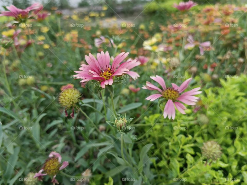 Wow, those pink flowers in the green field look so vibrant and beautiful! It's like a little splash of colour in nature's canvas. 🌸🌿