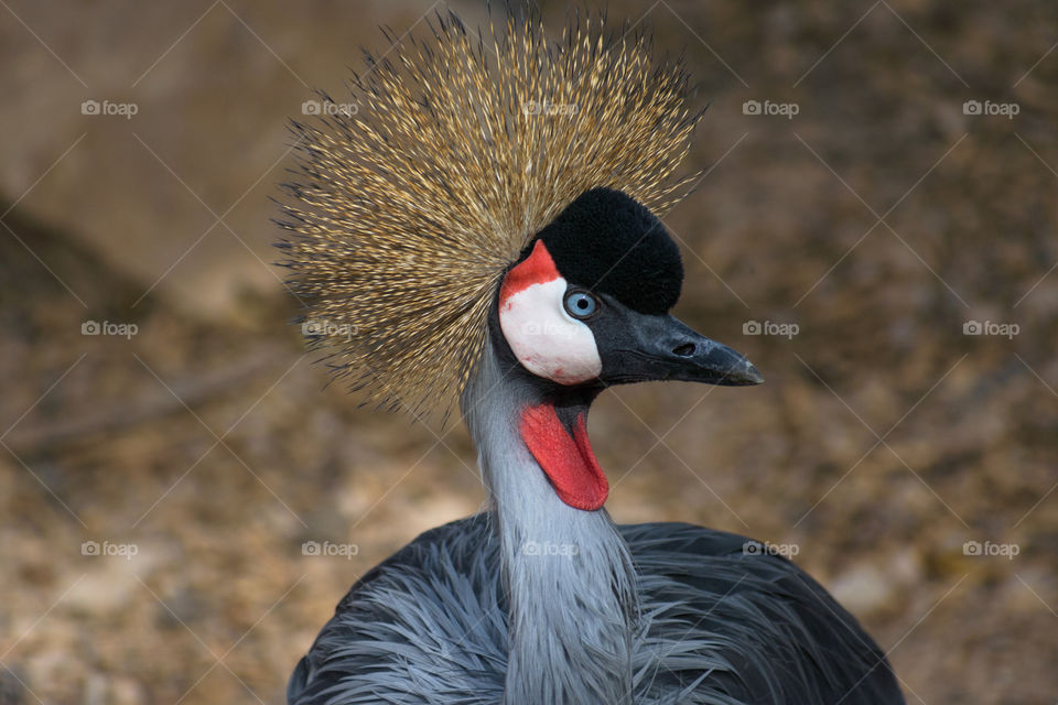 A magnificent crowned crane shows off its lacy feather crown and vivid red throat pouch.