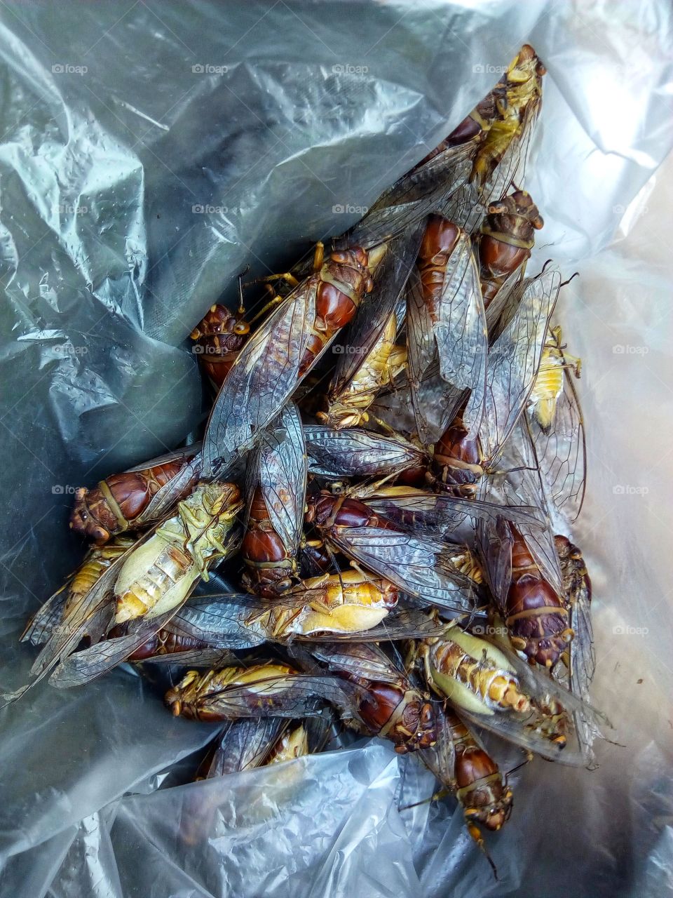 Cicada, Wings, Poultry