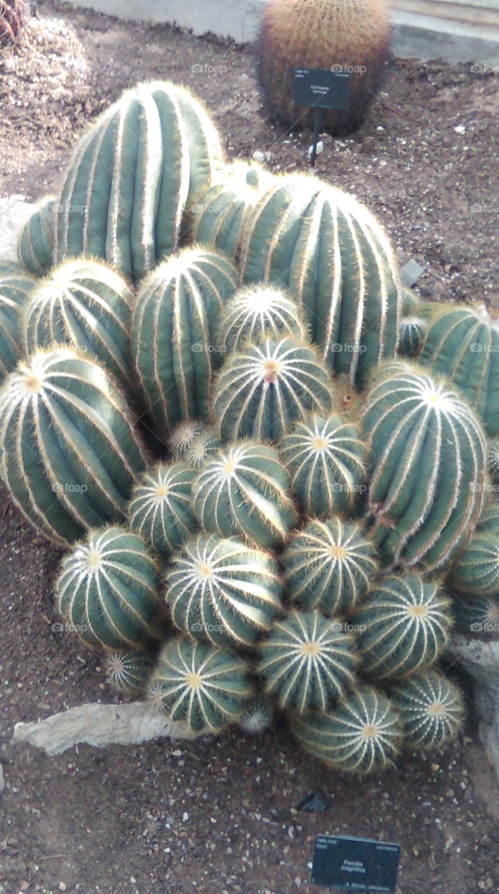 cactus in Kew gardens London