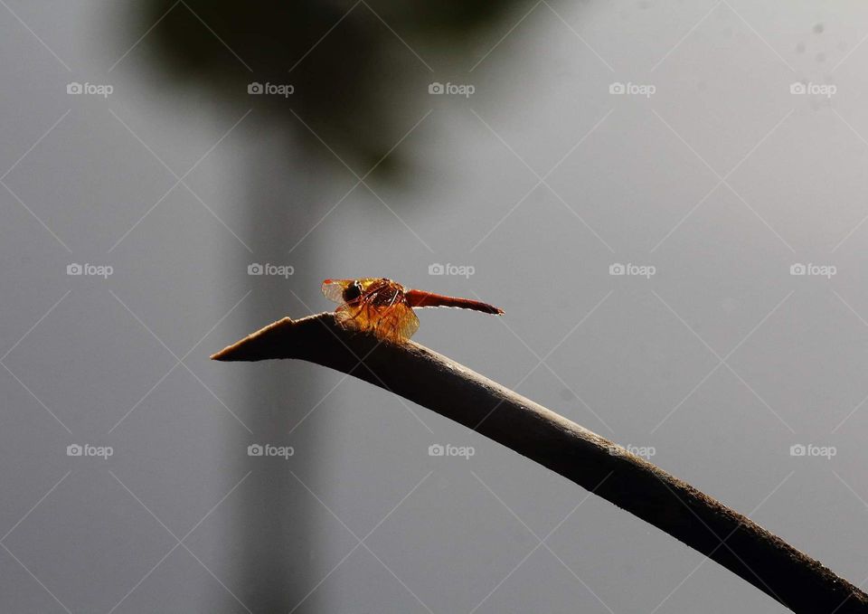 Ditch jewel. Short male dragonfly from a member of Libellulidae. A colour of red and looking around the ponds to perch for top dryng bamboo branched. The female of this species is yellow and get little fat shape at the top of its appendage.