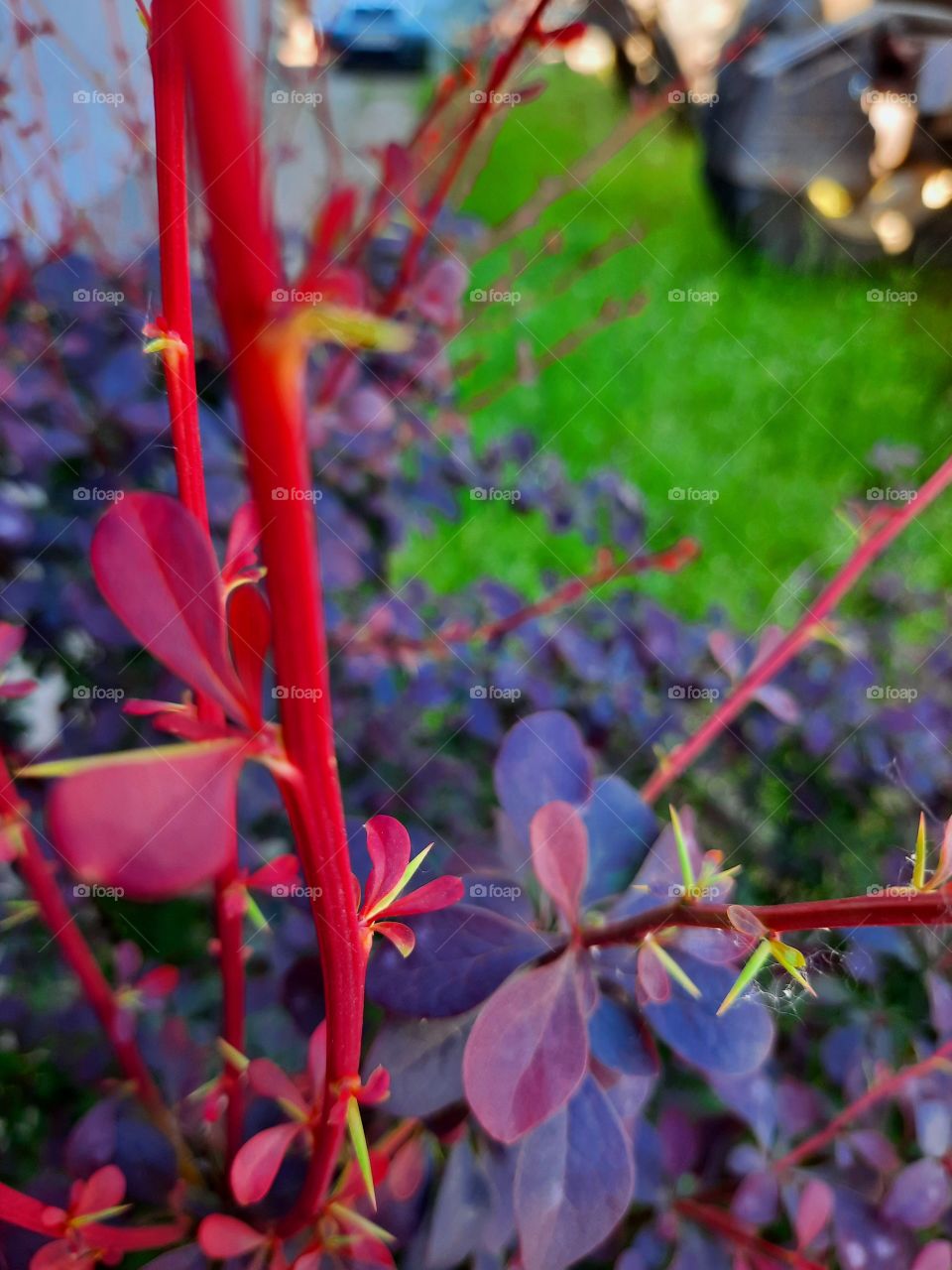 red new shoots and green spikes of purple barberry