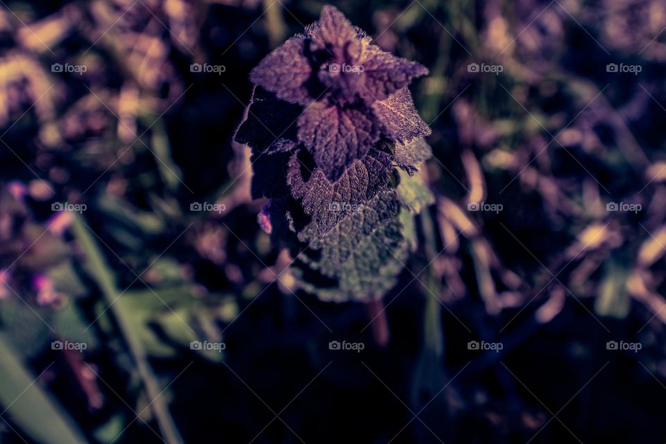 purple top plant growing in the early spring sun