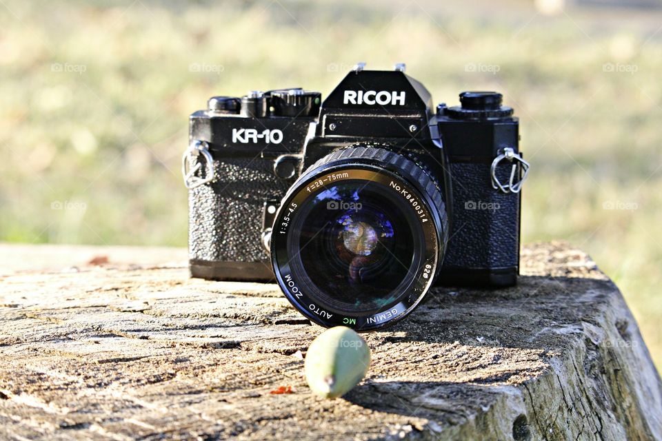the camera and the acorn