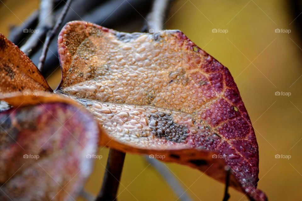 Close-up of a wet leaf