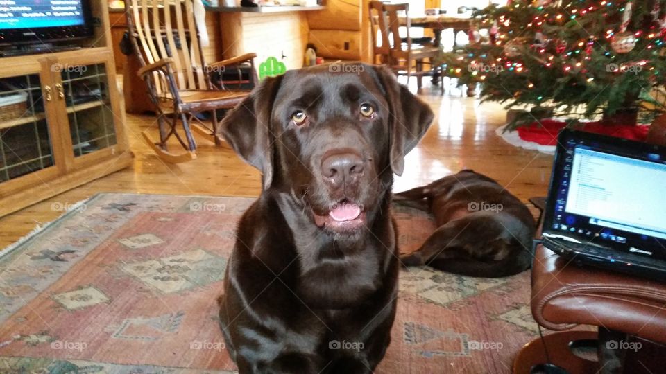 Chocolate Lab