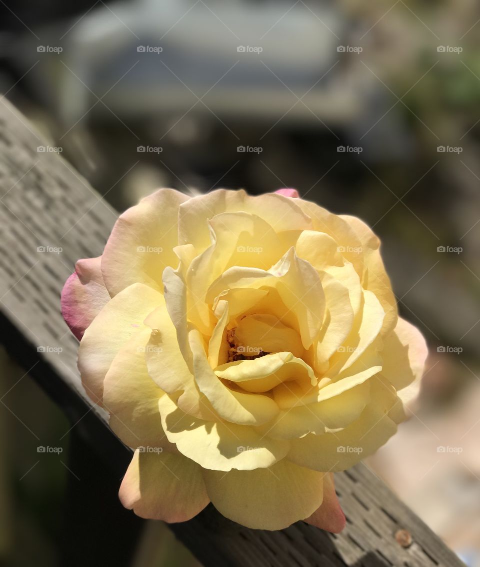 A rose from front yard 