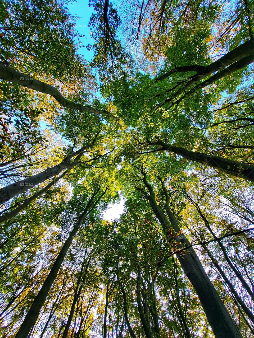 Trees standing together.