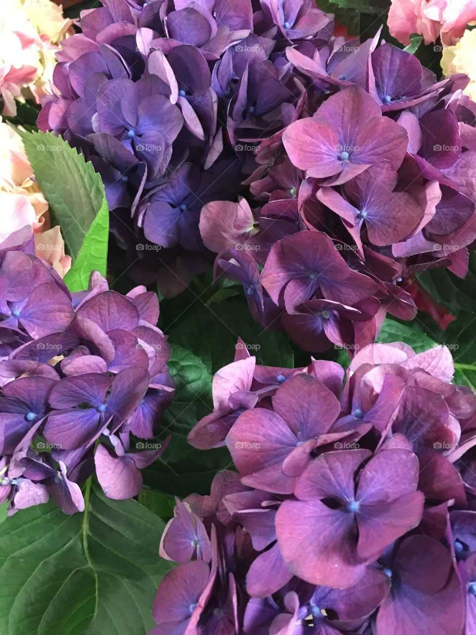 Hydrangea 