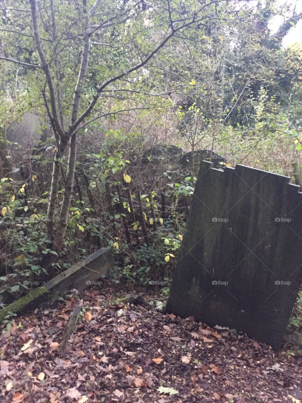 Nature reclaimed cemetery 