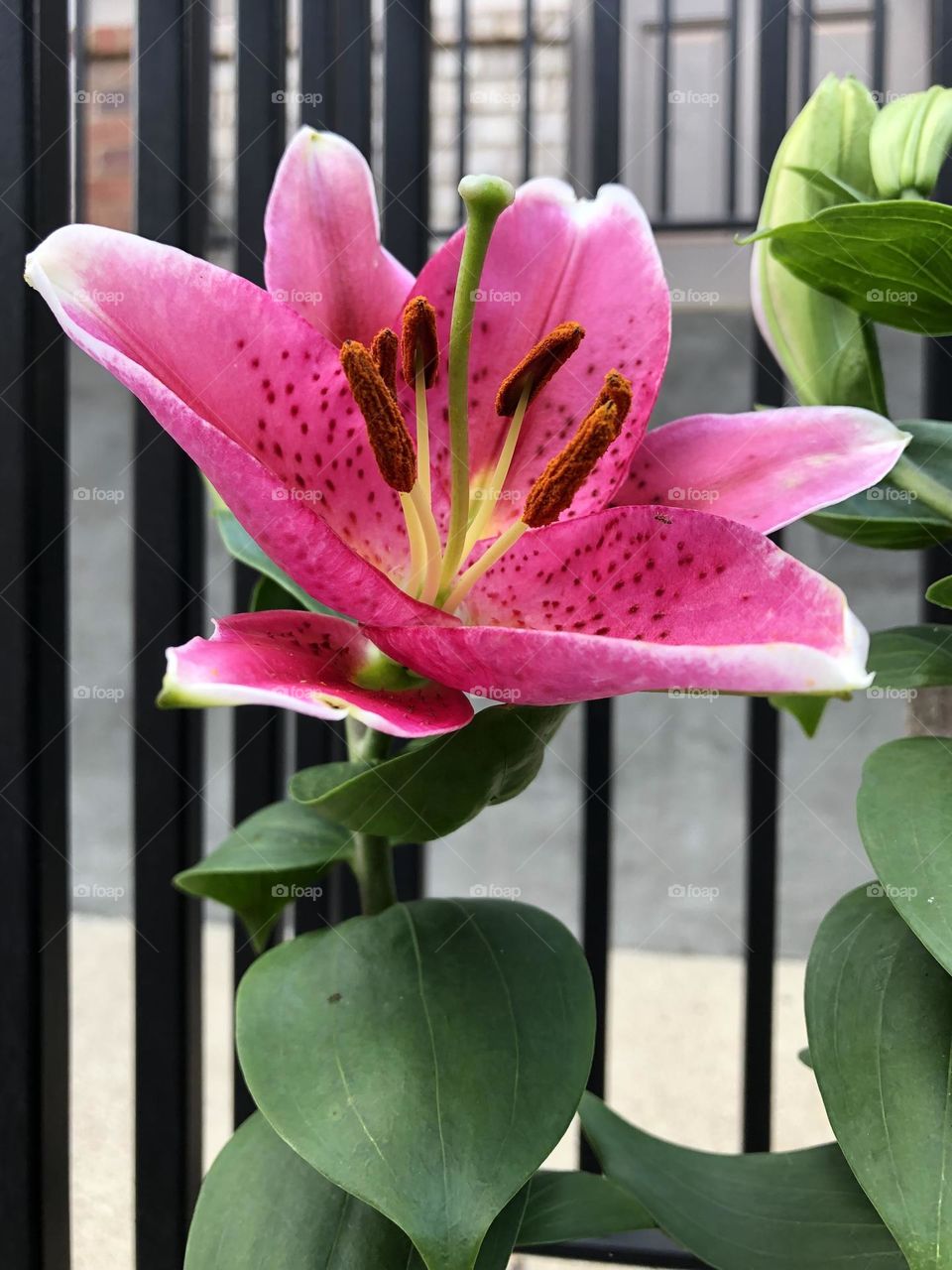 Pretty purple pink showy lily flower blooming petals stamen leaves summer in the city patio plants container gardening nature suburban life garden ant on petal wildlife bugs insect